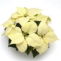 Christmas Glory™ White Poinsettia