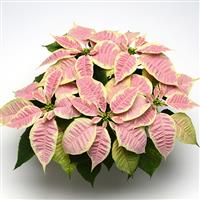 Christmas Joy™ Marble Poinsettia