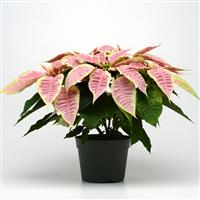 Christmas Joy™ Marble Poinsettia