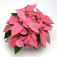 Christmas Joy™ Pink Poinsettia