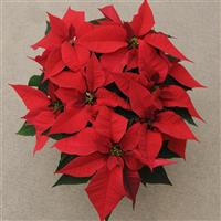 Christmas Joy™ Red Poinsettia