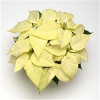 Christmas Joy™ White Poinsettia