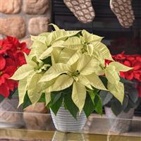 Christmas Joy™ White Poinsettia