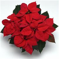 Christmas Magic™ Red Poinsettia