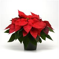 Christmas Magic™ Red Poinsettia