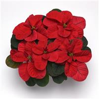 Christmas Mouse<sup>®</sup> Red Poinsettia