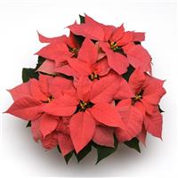 Christmas Wish™ Pink Poinsettia