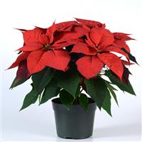 Christmas Wish™ Red Poinsettia