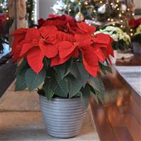 Christmas Wish™ Red Poinsettia