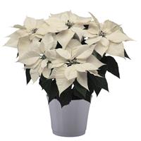 Alpina Poinsettia