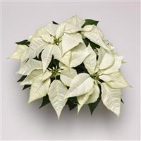 Brilliant White Poinsettia