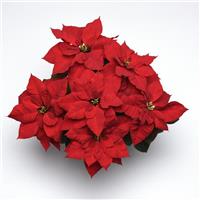 Christmas Bells™ Poinsettia