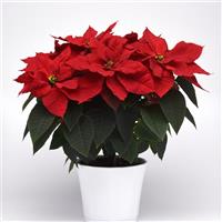 Christmas Bells™ Poinsettia