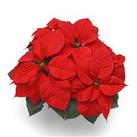 Christmas Candle Poinsettia