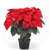 Christmas Candle Poinsettia