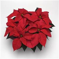 Christmas Cheer Poinsettia