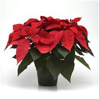 Christmas Cheer Poinsettia