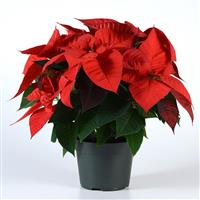 Christmas Eve Red Poinsettia