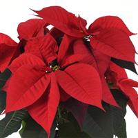 Christmas Song Poinsettia