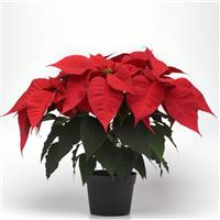 Christmas Spirit Poinsettia