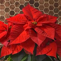 Christmas Chorus Poinsettia