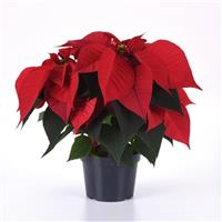 Christmas Chorus Poinsettia