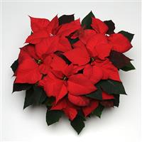 Christmas Tradition Poinsettia