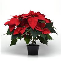 Christmas Tradition Poinsettia