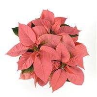 Peach Glow Poinsettia