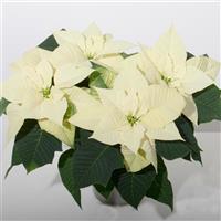 Snowy White Poinsettia