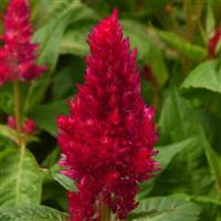 Sunday™ Cherry Celosia