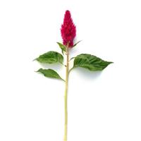 Sunday™ Cherry Celosia