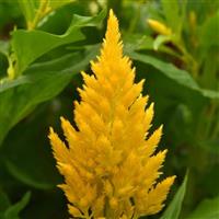 Sunday™ Gold Celosia