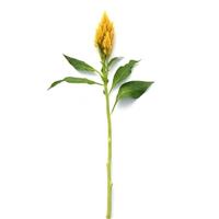 Sunday™ Gold Celosia