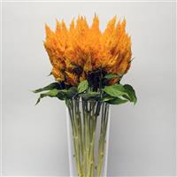 Sunday™ Gold Celosia