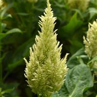 Sunday™ Green Celosia