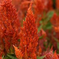 Sunday™ Orange Celosia