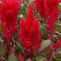 Sunday™ Red Celosia