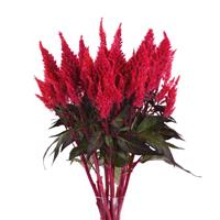 Sunday™ Red Celosia