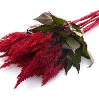 Sunday™ Red Celosia