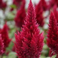 Sunday™ Wine Red Celosia