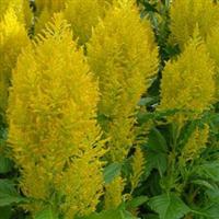 Sunday™ Yellow Celosia