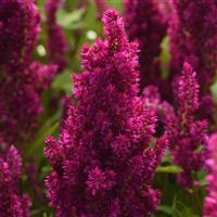 Sunday™ Purple Improved Celosia