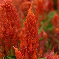 Sunday™ Bright Orange Celosia