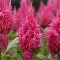 Sunday™ Dark Pink Celosia