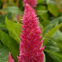 Sunday™ Bright Pink Celosia