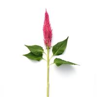 Sunday™ Bright Pink Celosia