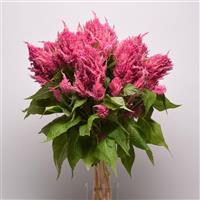 Sunday™ Bright Pink Celosia