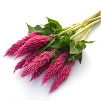 Sunday™ Bright Pink Celosia