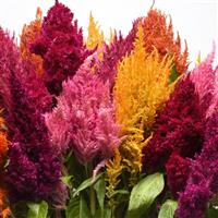 Sunday™ Mixture Celosia